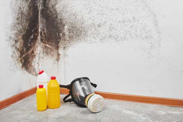 Best Kitchen Mold Remediation in Estell Manor, NJ