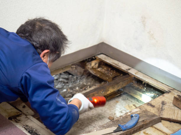 Best Mold Testing and Inspection Services in Estell Manor, NJ