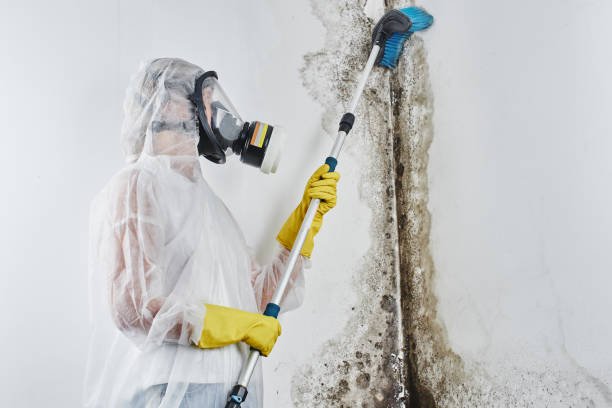 Best Insurance-Related Mold Remediation in Estell Manor, NJ