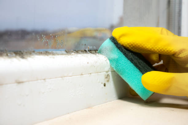 Best Commercial Mold Remediation in Estell Manor, NJ