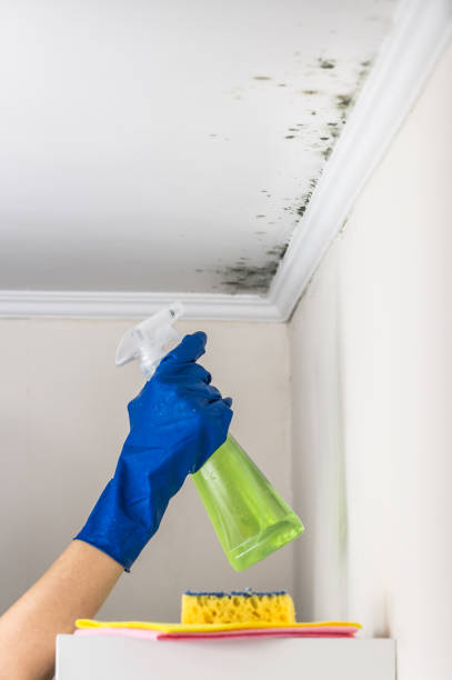 Best HVAC Mold Remediation in Estell Manor, NJ